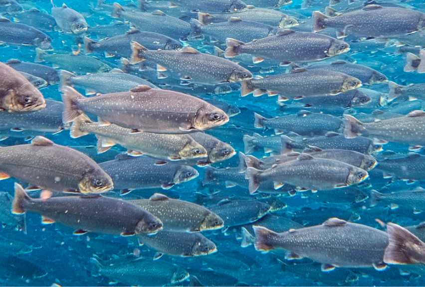  Real Planet Fishing Stuffed Animal - Sockeye Salmon