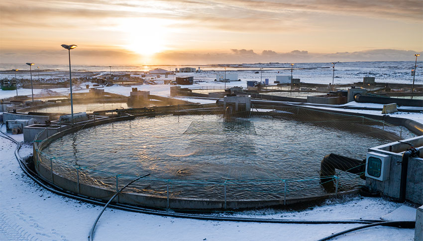 Arctic Char Iceland