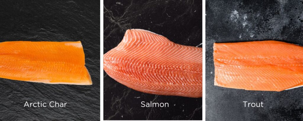 Arctic char, Salmon and Trout